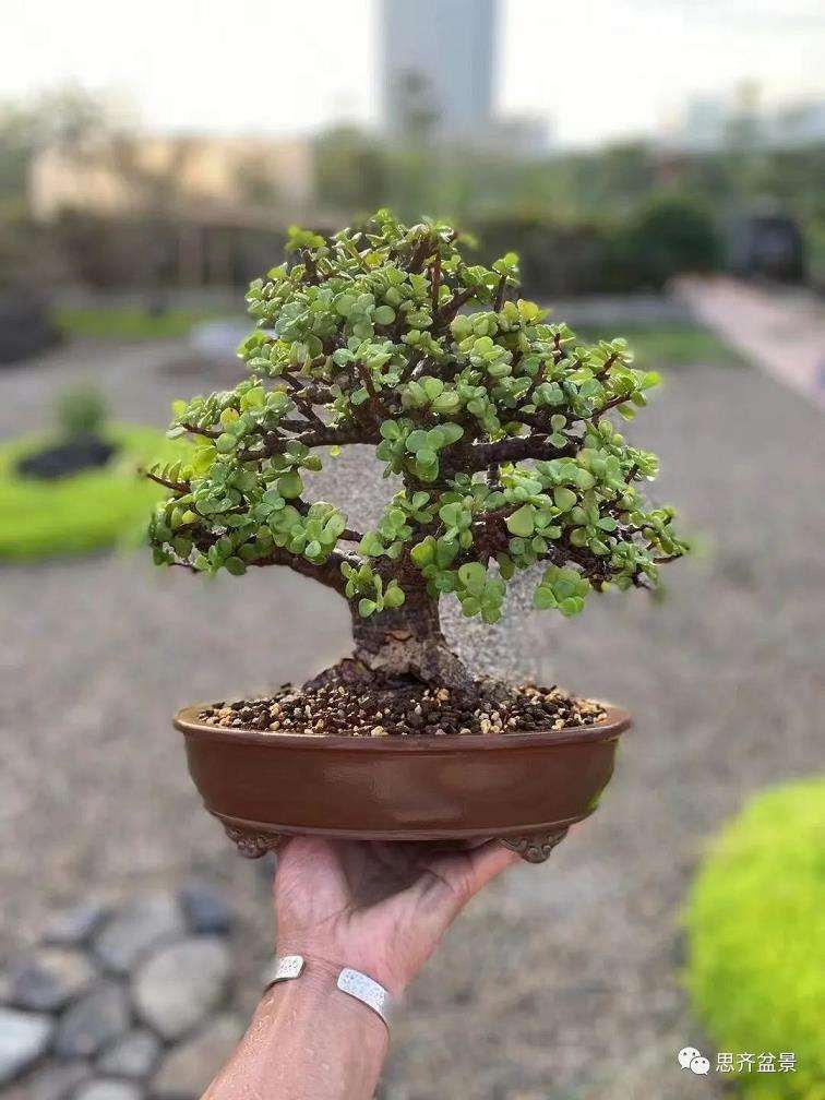 图解 矮霸金枝玉叶盆景怎么培养的18个步骤