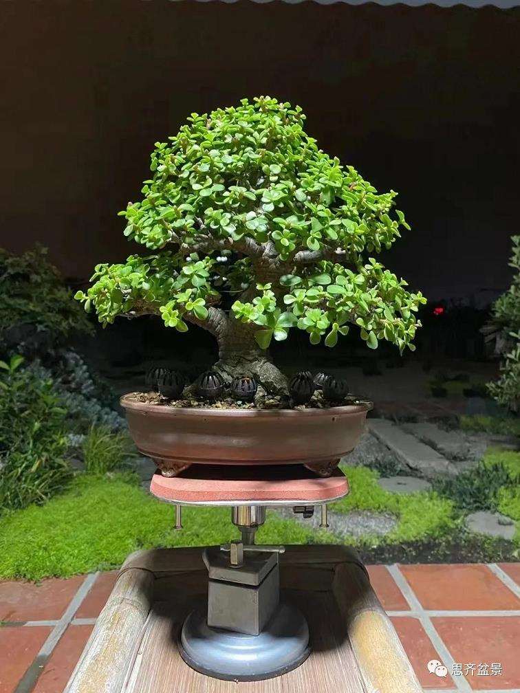 图解 矮霸金枝玉叶盆景怎么培养的18个步骤
