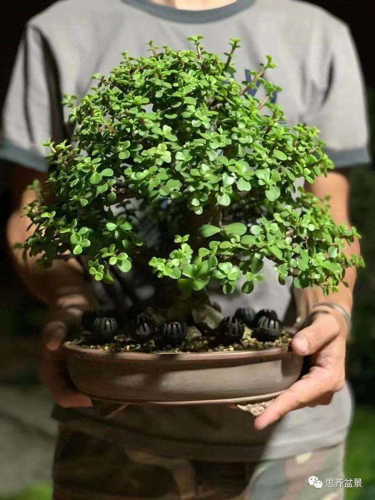 图解 矮霸金枝玉叶盆景怎么培养的18个步骤