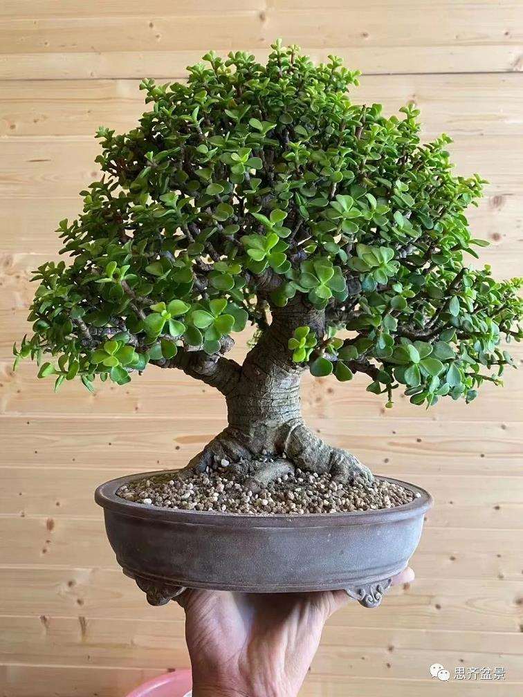 图解 矮霸金枝玉叶盆景怎么培养的18个步骤
