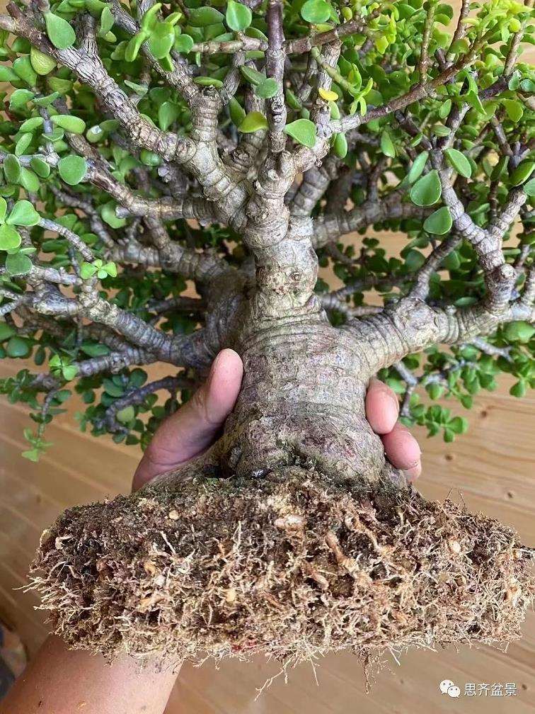 图解 矮霸金枝玉叶盆景怎么培养的18个步骤