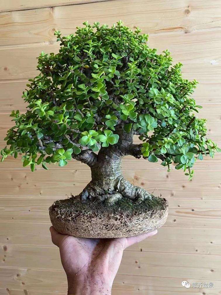 图解 矮霸金枝玉叶盆景怎么培养的18个步骤