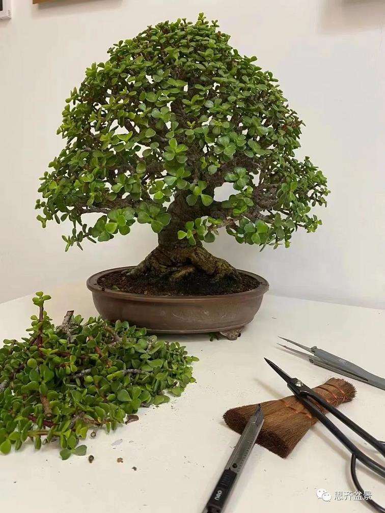 图解 矮霸金枝玉叶盆景怎么培养的18个步骤