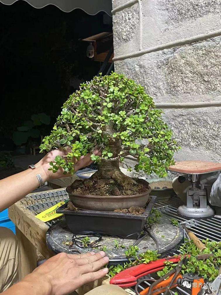 图解 矮霸金枝玉叶盆景怎么培养的18个步骤