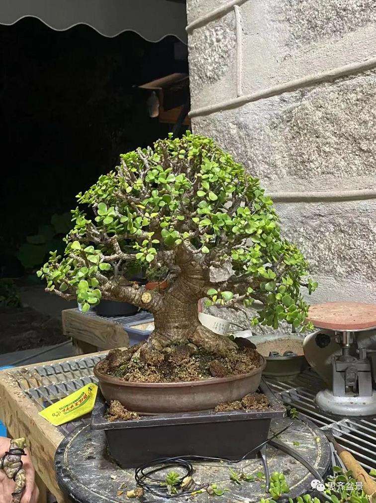 图解 矮霸金枝玉叶盆景怎么培养的18个步骤