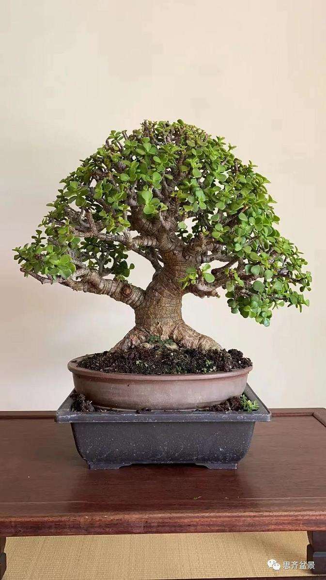 图解 矮霸金枝玉叶盆景怎么培养的18个步骤