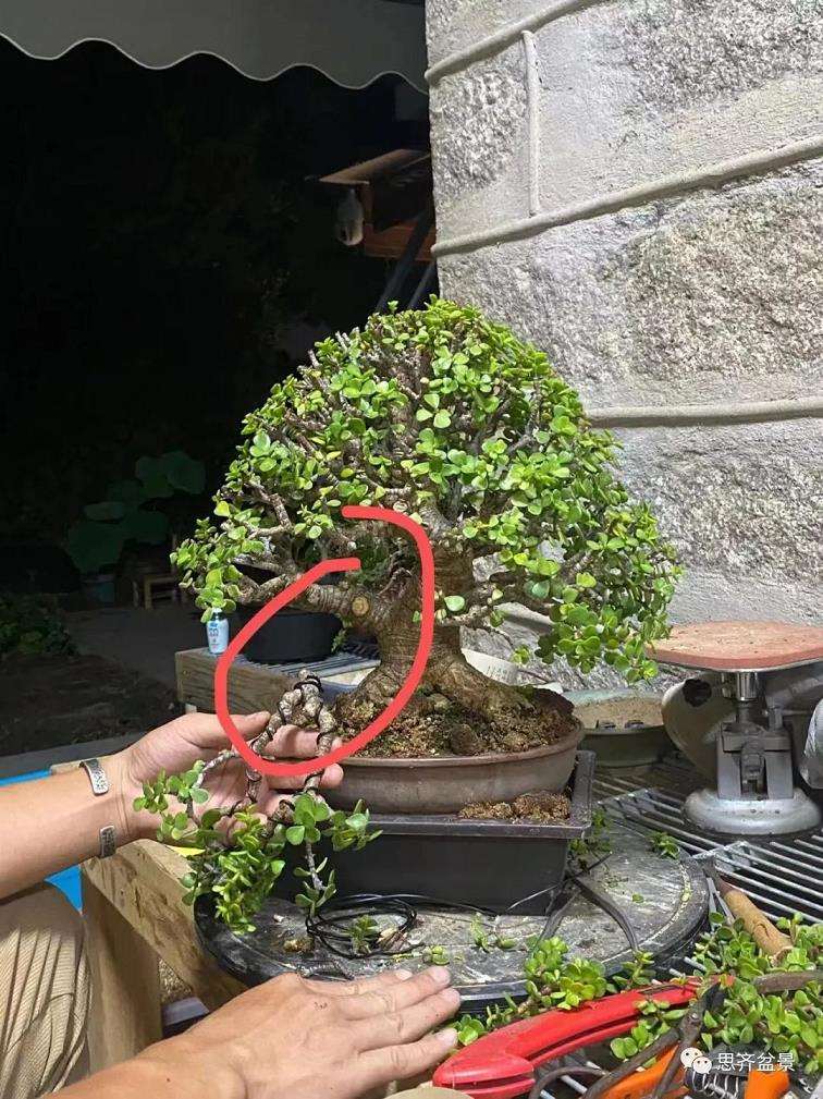 图解 矮霸金枝玉叶盆景怎么培养的18个步骤