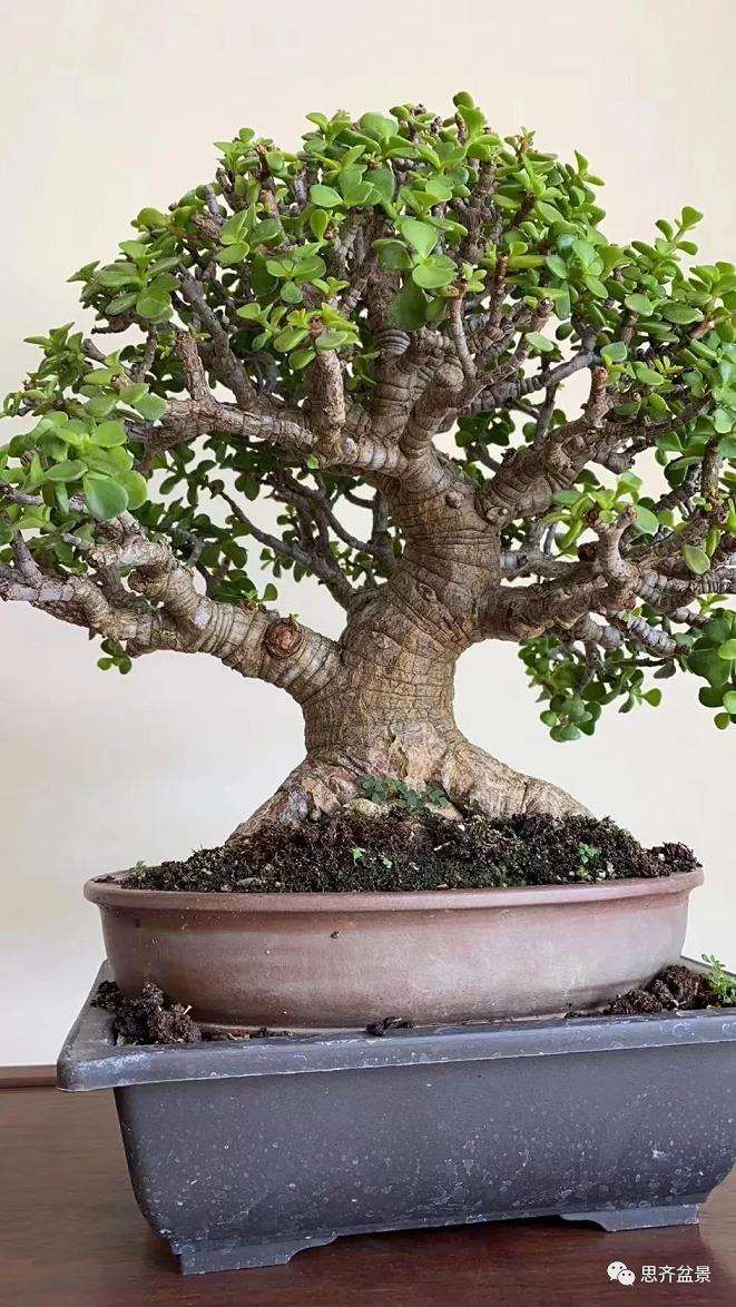 图解 矮霸金枝玉叶盆景怎么培养的18个步骤