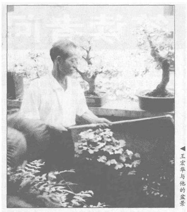 松滋体委干部痴迷盆景艺术已逾10载