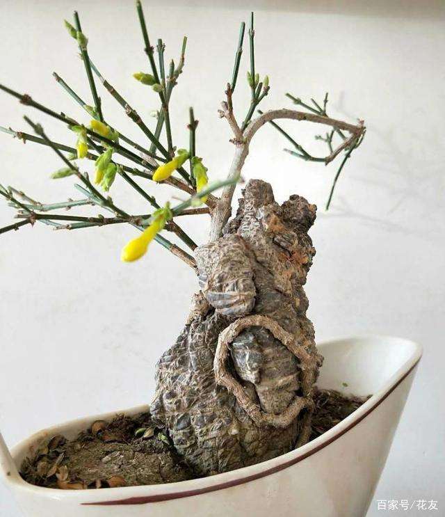 如何养护迎春盆景的方法