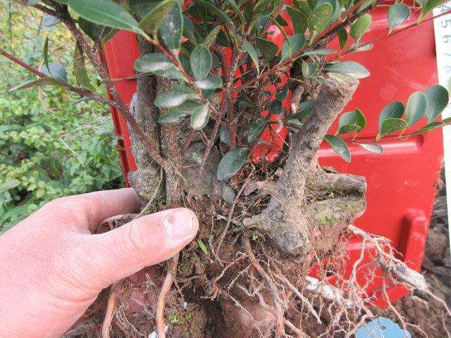 赤楠下山桩怎样养坯的2个步骤