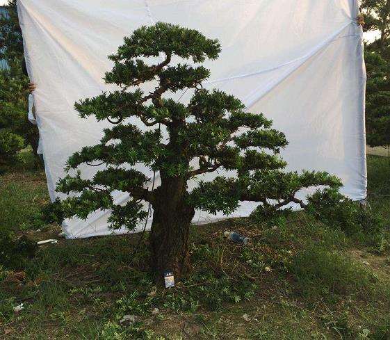 罗汉松下山桩老桩出现焦枯 什么病虫害