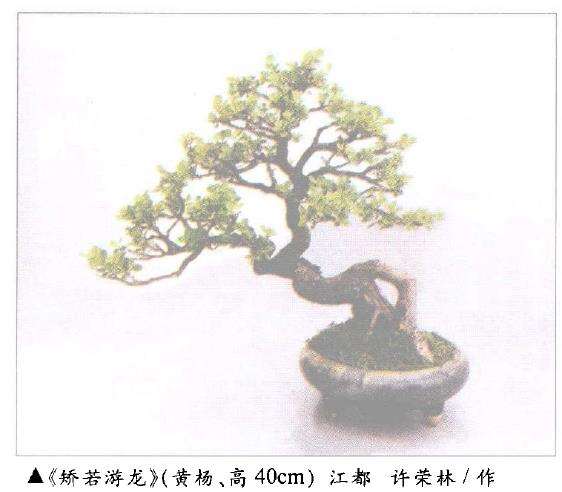 什么是中国盆景艺术诞生的思想基础