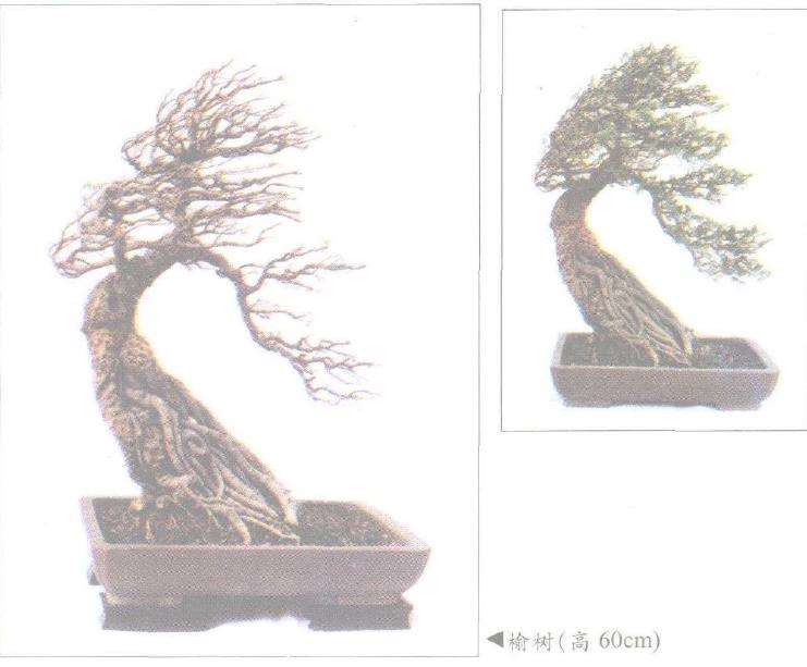 张泽霖动势盆景怎么制作的方法 图片