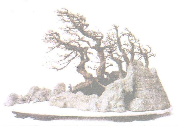 张泽霖动势盆景怎么制作的方法 图片