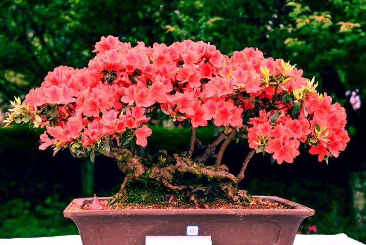 杜鹃老桩盆景曲枯黑了 有什么办法救治