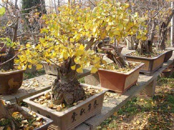 银杏下山桩老桩应该什么季节去采挖