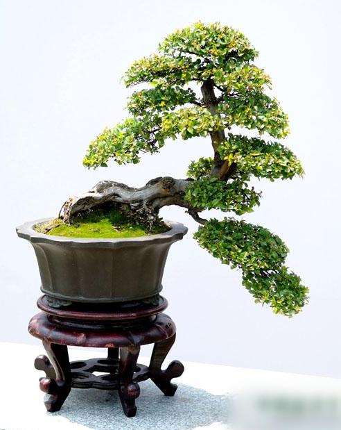 雀梅盆景嫩叶上的白色粉状物如何防治