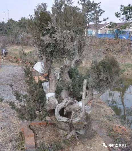 图解 吴吉成怎么制作柏树盆景的16个过程