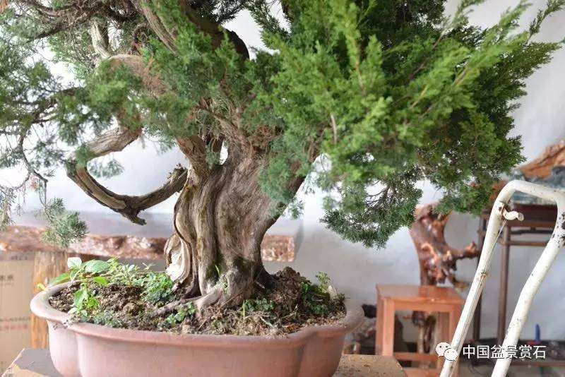 图解 吴吉成怎么制作柏树盆景的16个过程