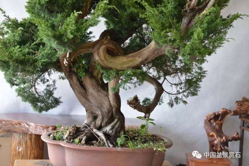 图解 吴吉成怎么制作柏树盆景的16个过程