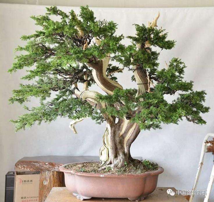 图解 吴吉成怎么制作柏树盆景的16个过程