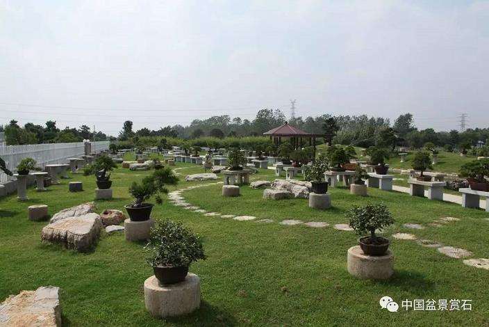 图解 吴吉成怎么制作柏树盆景的16个过程