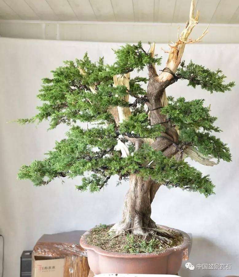 图解 吴吉成怎么制作柏树盆景的16个过程