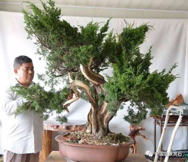 图解 吴吉成怎么制作柏树盆景的16个过程