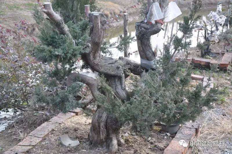 图解 吴吉成怎么制作柏树盆景的16个过程