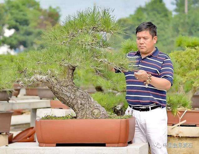 图解 吴吉成怎么制作柏树盆景的16个过程