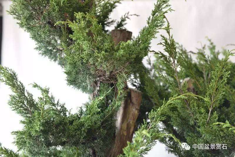 图解 吴吉成怎么制作柏树盆景的16个过程