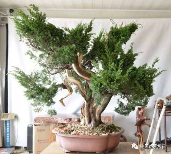 图解 吴吉成怎么制作柏树盆景的16个过程