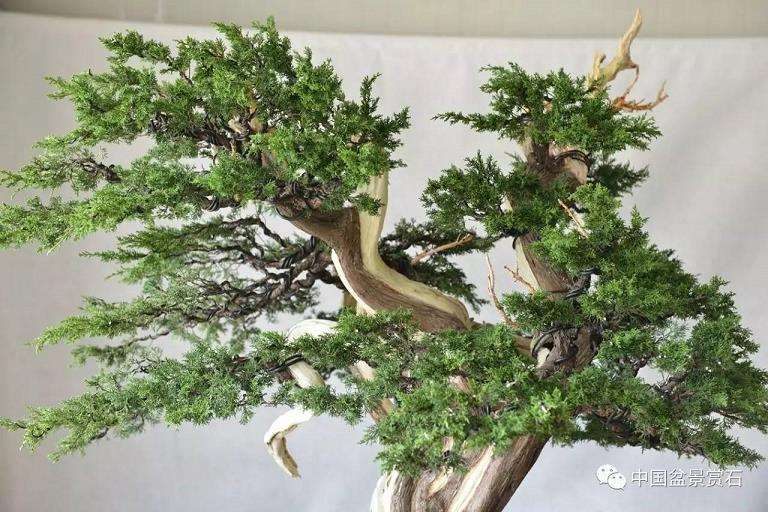 图解 吴吉成怎么制作柏树盆景的16个过程