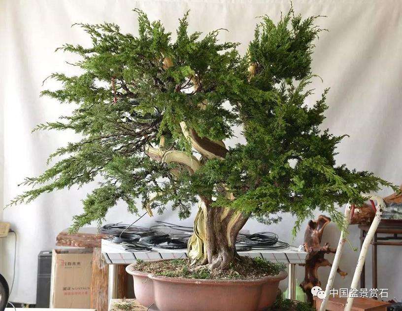 图解 吴吉成怎么制作柏树盆景的16个过程