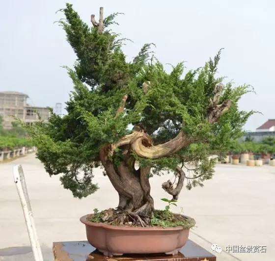 图解 吴吉成怎么制作柏树盆景的16个过程