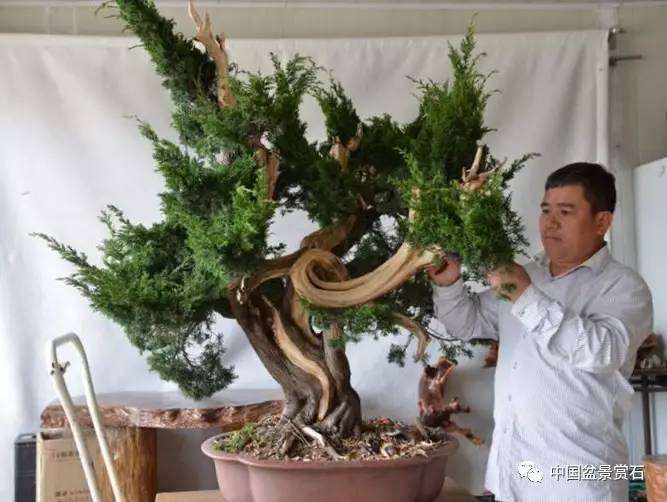 图解 吴吉成怎么制作柏树盆景的16个过程