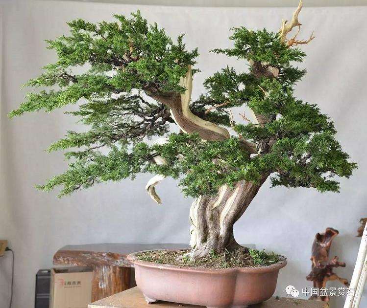 图解 吴吉成怎么制作柏树盆景的16个过程