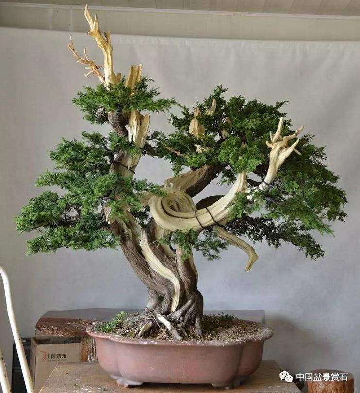 图解 吴吉成怎么制作柏树盆景的16个过程