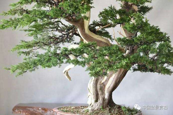 图解 吴吉成怎么制作柏树盆景的16个过程