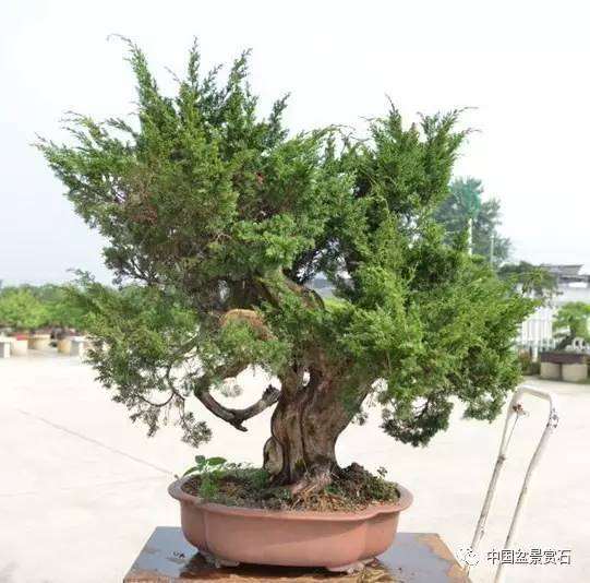 图解 吴吉成怎么制作柏树盆景的16个过程