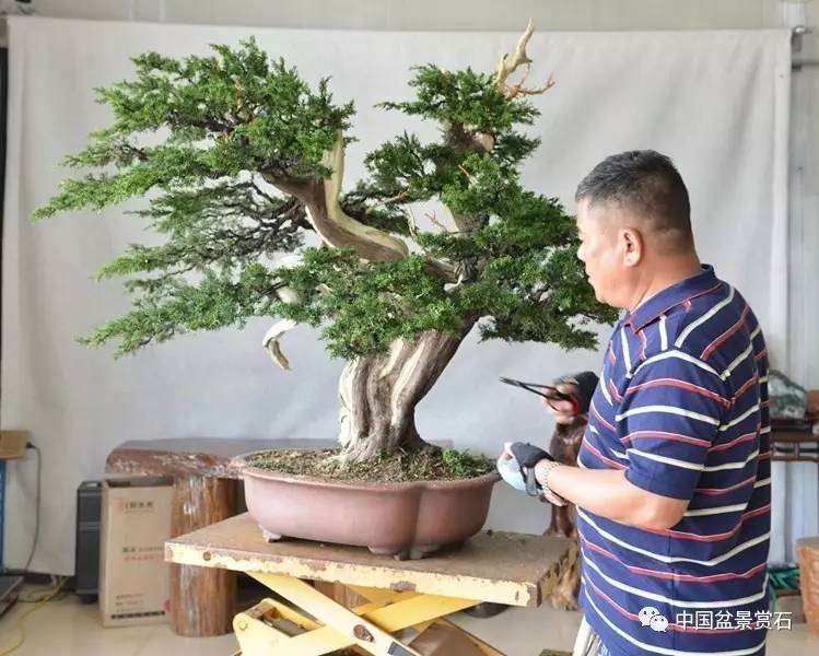 图解 吴吉成怎么制作柏树盆景的16个过程