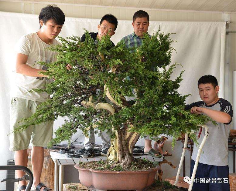 图解 吴吉成怎么制作柏树盆景的16个过程