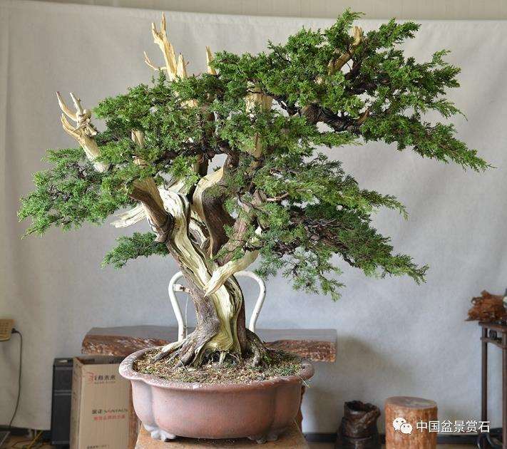 图解 吴吉成怎么制作柏树盆景的16个过程