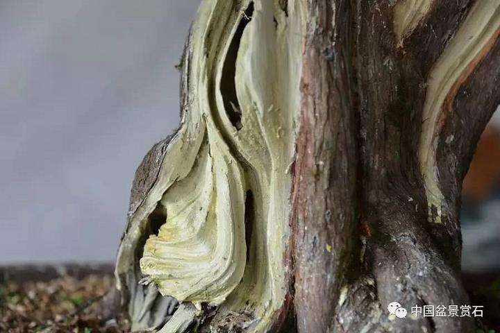 图解 吴吉成怎么制作柏树盆景的16个过程