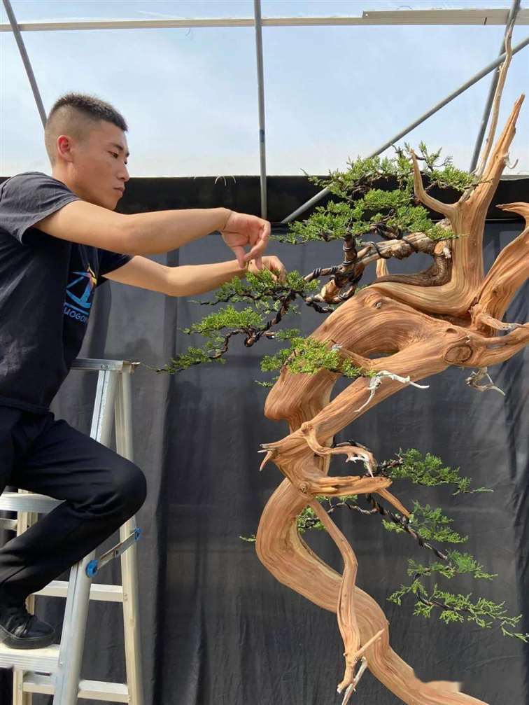 图解 徐止正怎么制作真柏盆景的21个过程