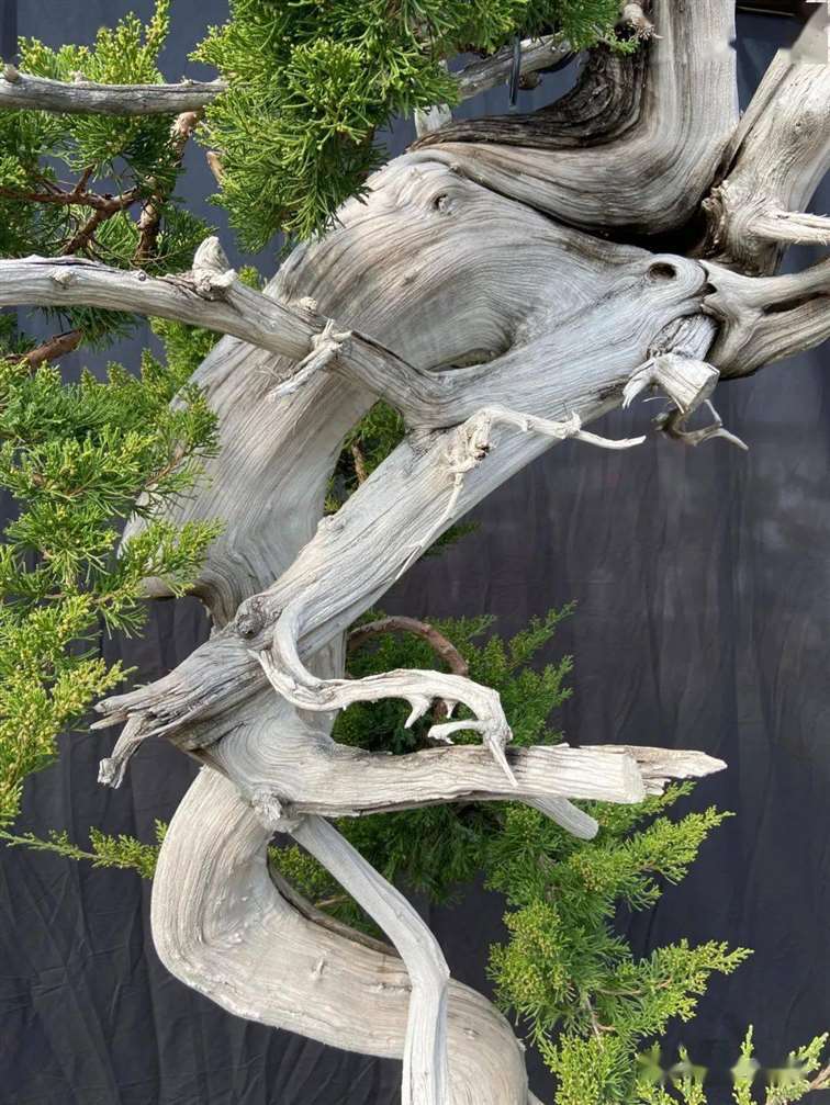 图解 徐止正怎么制作真柏盆景的21个过程