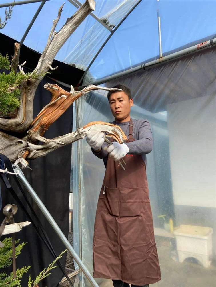 图解 徐止正怎么制作真柏盆景的21个过程