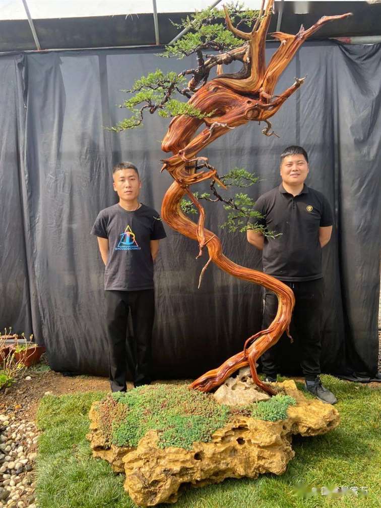 图解 徐止正怎么制作真柏盆景的21个过程