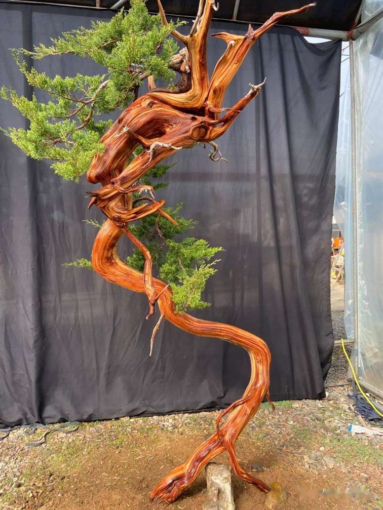 图解 徐止正怎么制作真柏盆景的21个过程